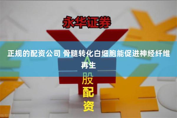 正规的配资公司 骨髓转化白细胞能促进神经纤维再生